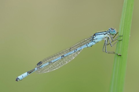 Common blue damselfly (Enallagma cyathigerum), male, North Rhine-Westphalia, Germany, Europe