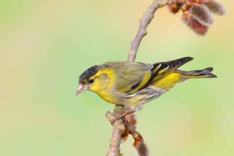 Eurasian siskin (Carduelis spinus) male sitting on a branch of a aspen (Populus tremula),