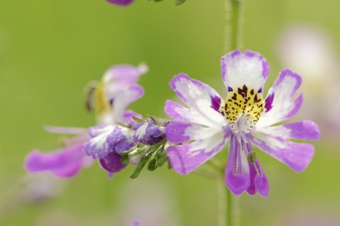 Butterfly flower (Schizanthus pinnatus), flower, ornamental plant, North Rhine-Westphalia, Germany,