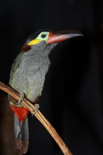 Pepper-eater (Selenidera piperivora, Selenidera culik), female, captive, occurrence in South