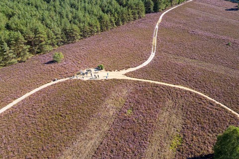 Tourists at memorial stone in remembrance of forest fire of 1975, Heath landscape with flowering
