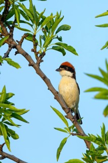 Woodchat shrike (Lanius senator), male, island of Lesbos, Greece, Europe