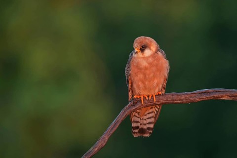 Red-footed Falcon, (Falco vespertinu), perching station, falcon family, Tower Hide, Tiszaalpár,