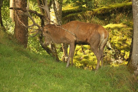 Red deer (Cervus elaphus) stag working on a branch lying on the ground during the rut, Allgäu,