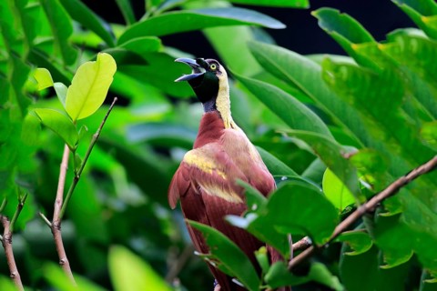 Lesser Bird of paradise (Paradisaea minor), adult male calling while perch, New Guinea