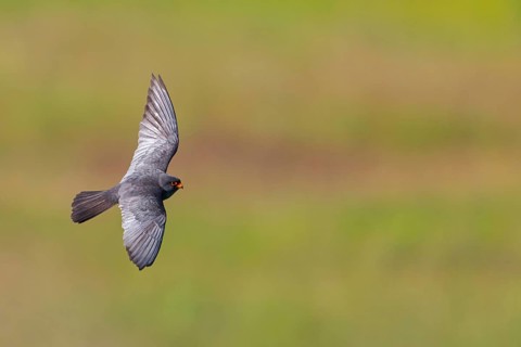 Red-footed Falcon, (Falco vespertinu), flight photo, falcon family, Tower Hide, Tiszaalpár,