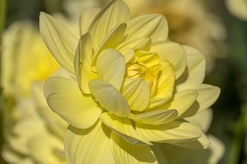 Dahlia (Dahlia), North Rhine-Westphalia, Germany, Europe