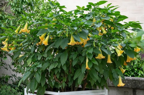 Flowering angel's trumpet (Brugmansia suaveolens) Lower Franconia, Bavaria, Germany, Europe