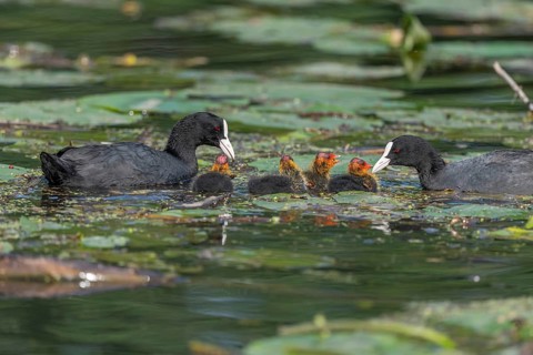Eurasian burbot (Fulica atra) feeding its chicks. Bas Rhin, Alsace, France, Europe