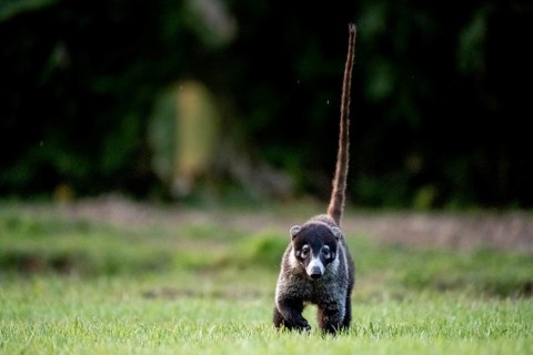 White-tailed coati (Nasua narica), adult, tail in the air, in a meadow, looking into the camera,