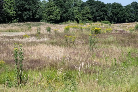 Extensive meadow with St James' ragwort (Senecio jacobaea) and flowering grasses, Emsland, Lower