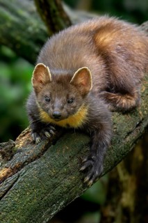 European pine marten (Martes martes) on tree trunk in forest showing big paws with semi-retractable