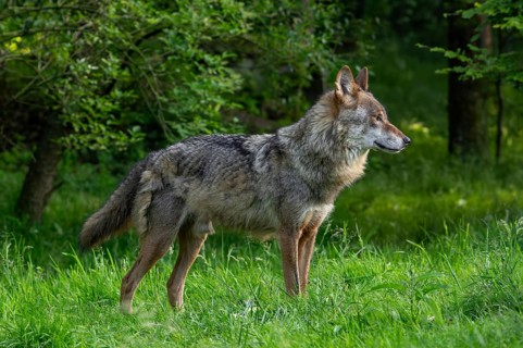 Moulting, molting Eurasian wolf, grey wolf (Canis lupus lupus) shedding fur in spring