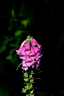 Common foxglove (Digitalis purpurea), flowers, from the plantain family, highly toxic, deadly