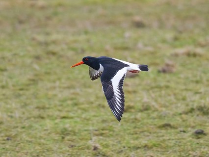Eurasian Oystercatcher (Haematopus ostralegus), adult in flight, over meadow, island of Texel,