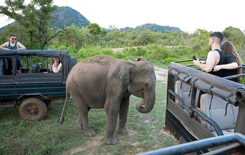 Sri Lanka elephant or Ceylon elephant (Elephas maximus maximus) on a safari jeep in the evening