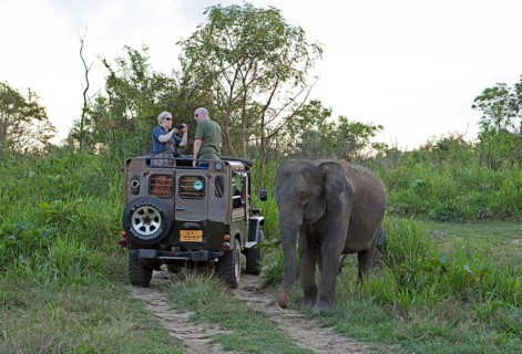 Sri Lanka elephant or Ceylon elephant (Elephas maximus maximus) on a safari jeep in the evening