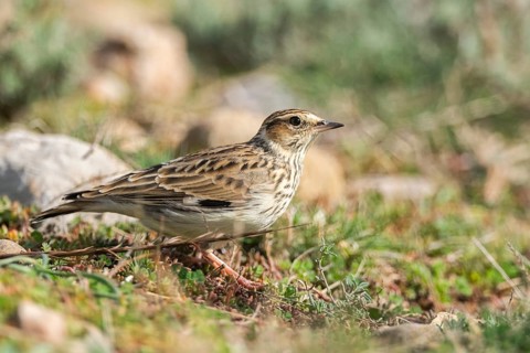 Woodlark or wood lark (Lullula arborea), on a meadow, Pyrenees, Catalonia, Spain, Europe