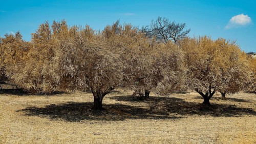 Burnt trees in a meadow under a clear sky, landscape characterised by drought and summer, forest