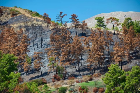 Burnt trees cover a hillside in the middle of nature, forest fires, summer 2023, forest fire