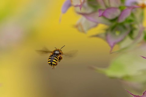 Bee (Apiformes) flying near petals of clary (Salvia sclarea), Ternitz, Lower Austria, Austria,