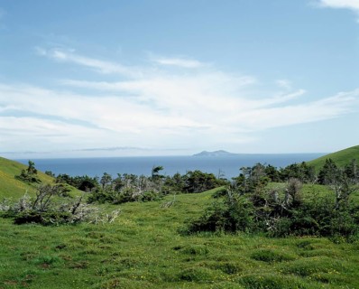 Evergreen trees growing in grassy field in summer, Havre-aux-Maisons, Magdalen Islands, Quebec,