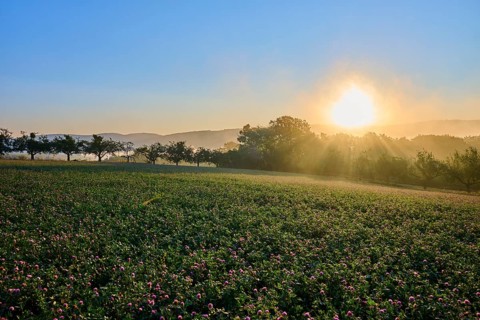 Sunrise over a misty clover field with fruit trees bathed in golden light, Großheubach, Miltenberg,