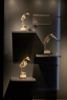Exhibits, bird skeletons in the Goethe National Museum, Weimar, Thuringia, Germany, Europe