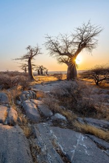 African baobab (Adansonia digitata), several trees at sunrise, sun star, Kubu Island (Lekubu), Sowa