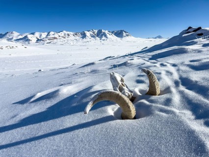 Skull of a Marco Polo sheep (Ovis ammon polii), Pamir-Argali, Pamir wild sheep, Pamir plateau,
