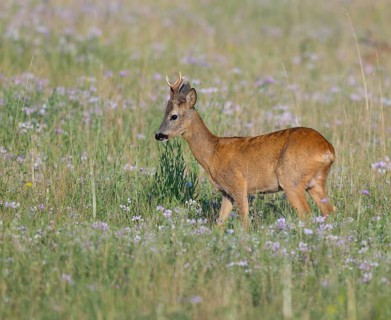 Roe deer (Capreolus capreolus), roebuck standing in a meadow with clover (Trifolium), wildlife,