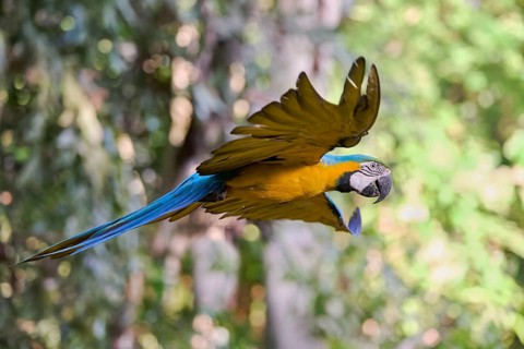 Yellow-breasted Macaw in flight (Ara ararauna) Colombia