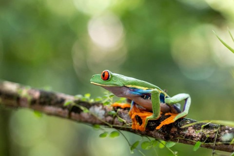 Red-eyed tree frog (Agalychnis callidryas), frogs (Rana), Alajuela, Costa Rica, Central America