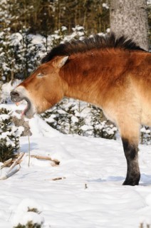 Przewalski's horse yawning in the snowy forest, showing teeth, natural environment, Przewalski's