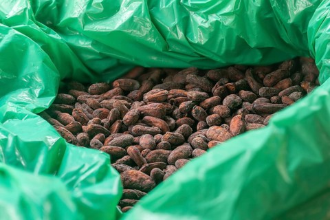 Cocoa cones in a bag, cocoa (Theobroma cacao), Costa Rica, Central America