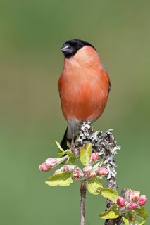Eurasian bullfinch (Pyrrhula pyrrhula) male sitting on a branch with apple blossoms (Malus