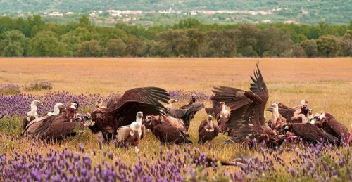 Cinereous vulture (Aegypius monachus) and griffon vulture (Gyps fulvus) at Luderplatz, Castilla y