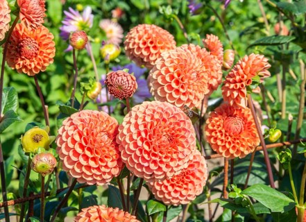 Flowering Dahlias (Dahlia), variety Cornel Bronze in the Dahlia Farm in Löderup, Ystad