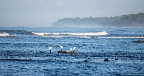 Snowy egret (Egretta thula) sitting on a branch in the sea, coastal landscape, Corcovado National