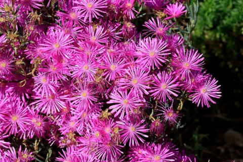 Midday flower (Delosperma), flower, in bloom, Kirstenbosch Botanical Gardens, Cape Town, South