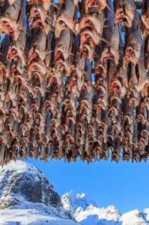 Dried fish, skrei, traditional fishing, A i Lofoten, Moskenesoya, Lofoten, Norway, Europe