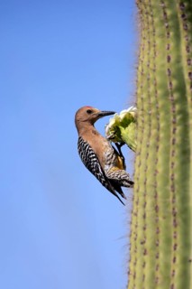 Gila woodpecker (Melanerpes uropygialis), adult, male, on Saguaro cactus flower, foraging, Sonoran