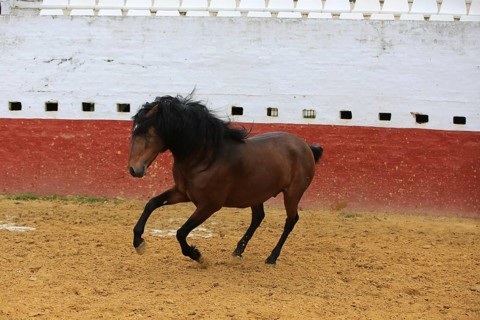 Andalusian horse, jumping, arena