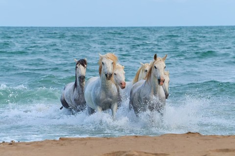 White Camargue horses galloping through the surf on the beach, dynamic and powerful scene,