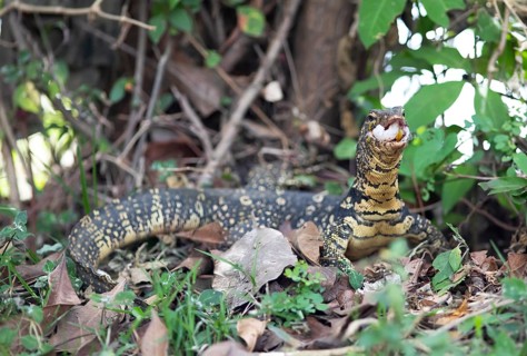 Banded monitor lizard (Varanus salvator) eating a snake egg, Tissamaharama, Southern Province, Sri