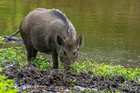 Wild boar (Sus scrofa) sow foraging by digging its snout in the mud on muddy river bank, riverbank