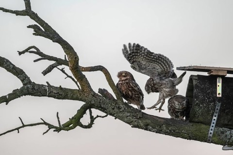 Little owls (Athene noctua), Emsland, Lower Saxony, Germany, Europe
