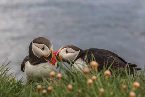 Two puffin (Fratercula arctica) touching each other with their beaks, Latrabjarg, Westfjords,