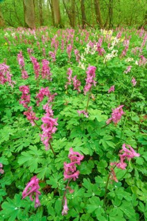 Flowering Hollow larkspur (Corydalis cava), on the forest floor, trees in the background, Bullau,