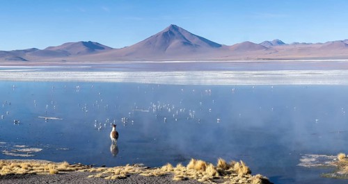 Llama (Lama glama), standing in the warm waters of Laguna Colorada, Reserva Nacional de Fauna